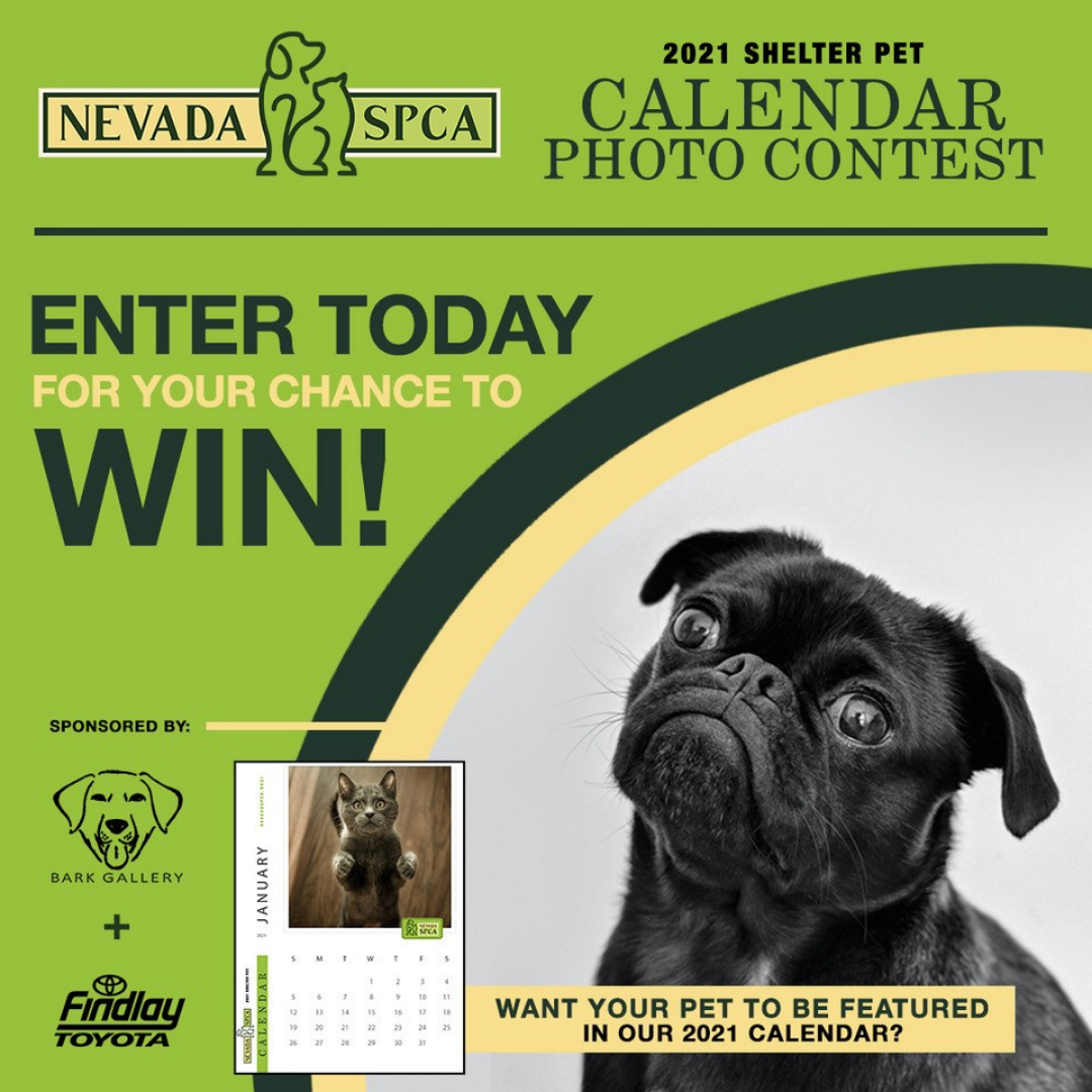 Nevada SPCA 2021 Calendar Contest Nevada Society for the Prevention