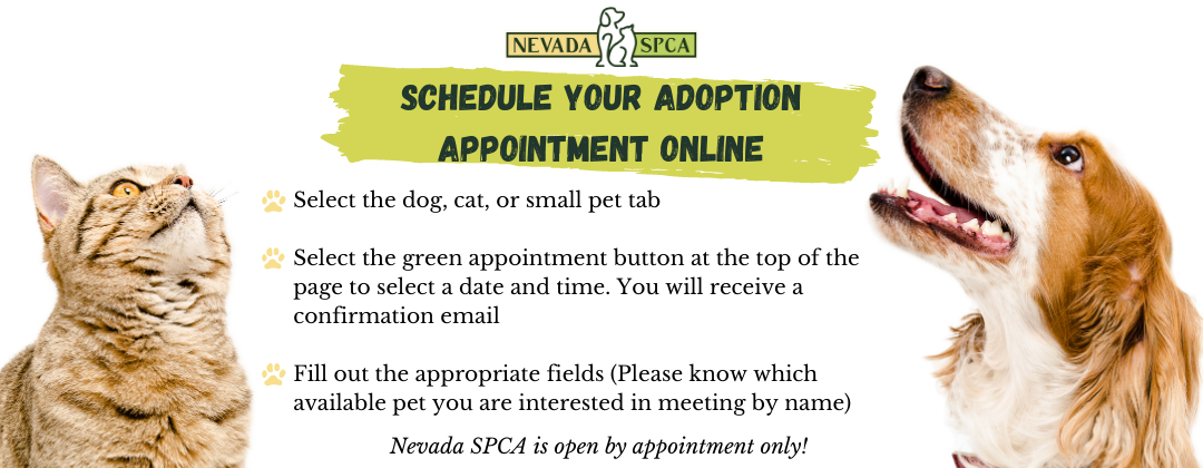 Nevada Society For The Prevention Of Cruelty To Animals Connecting Community With Compassion