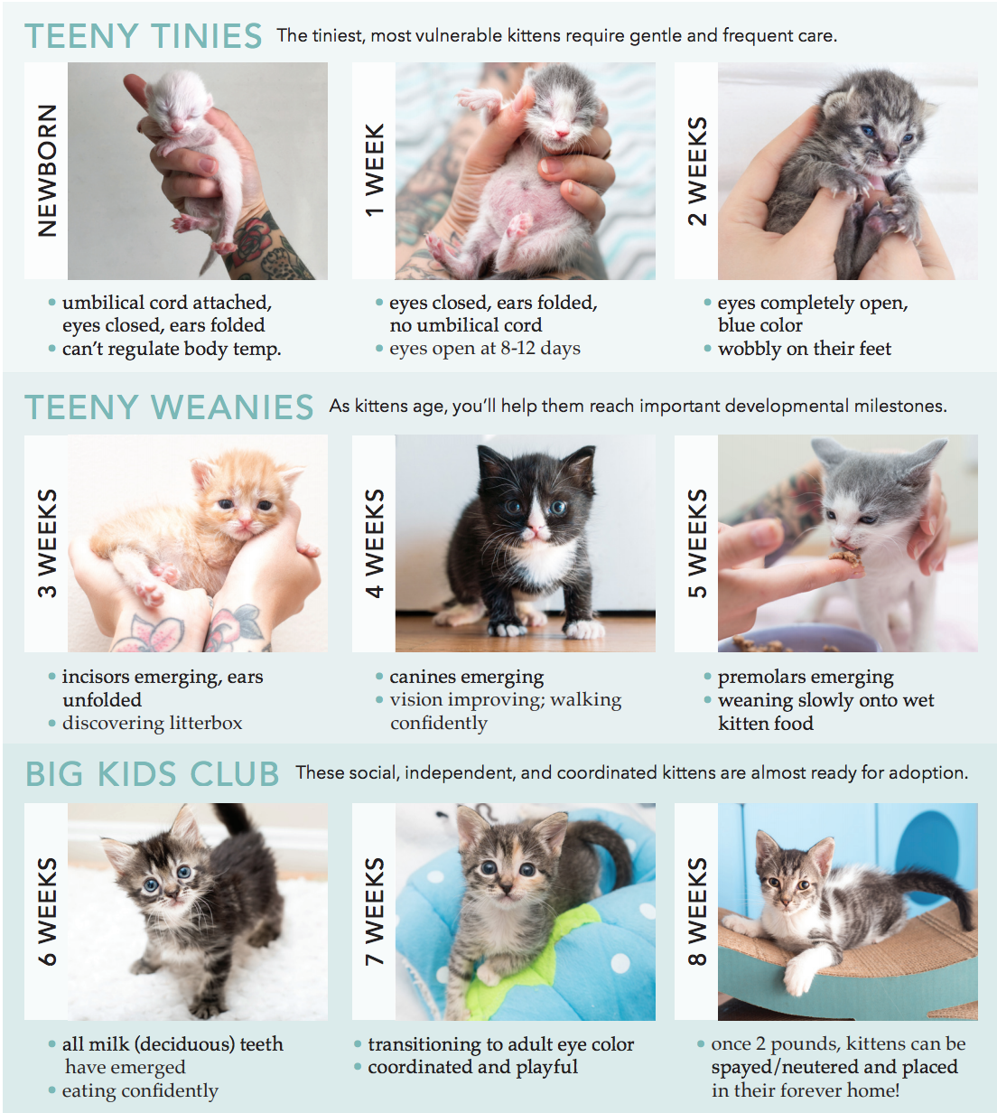 Kitten Season Nevada Society for the Prevention of Cruelty to