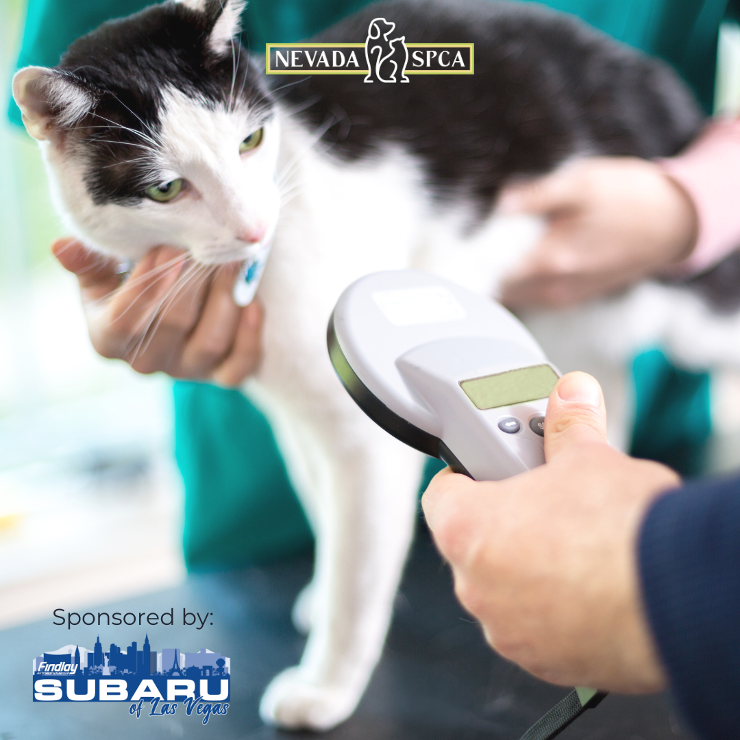Subaru of Las Vegas hosts free microchip clinic for cats and dogs