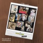 6 Pack Bundle – 2025 Nevada SPCA Calendar